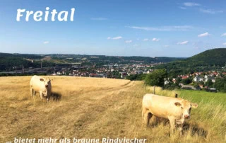 Postkarte Freital - Braune Rindviecher