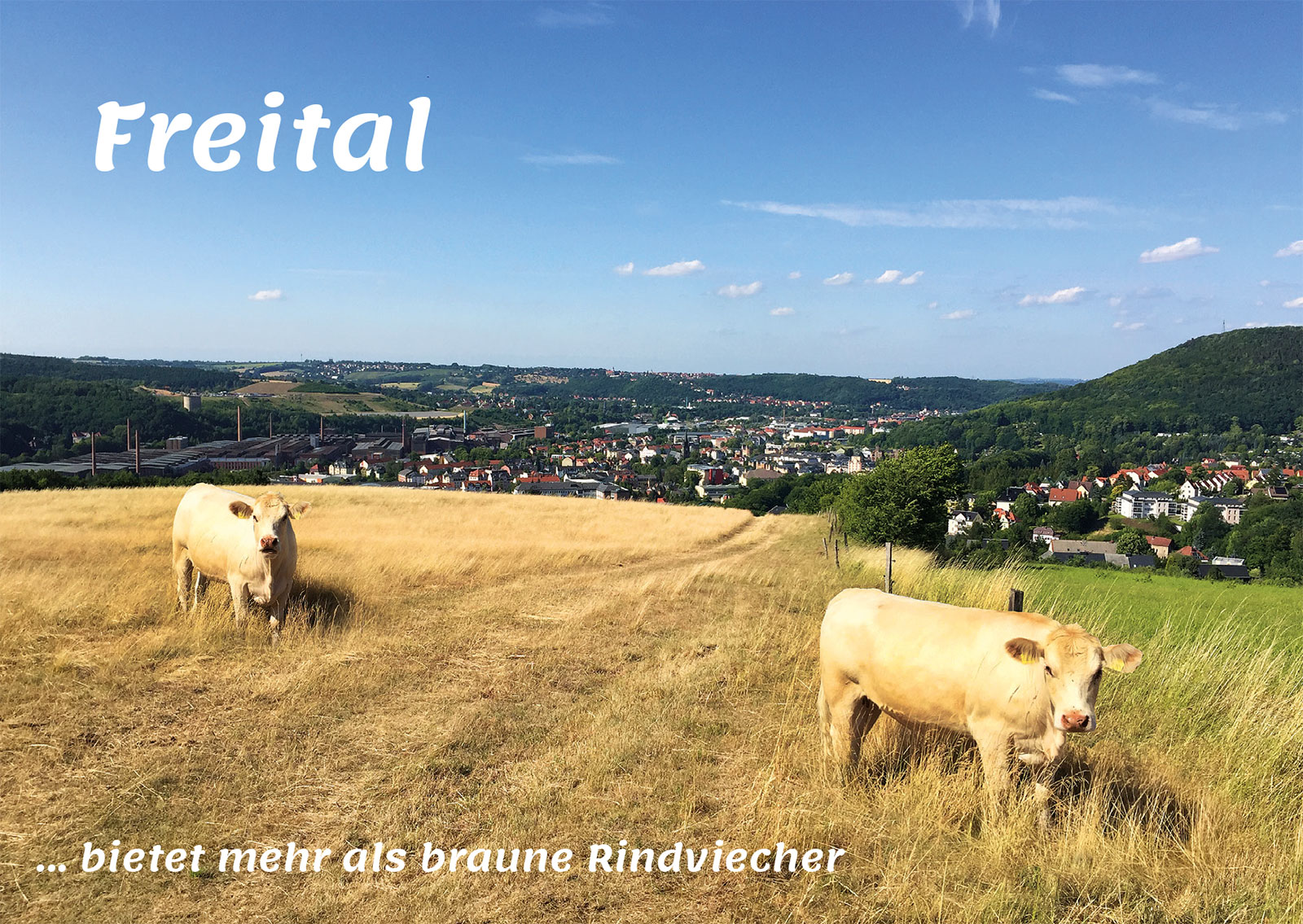 Postkarte Freital - Braune Rindviecher